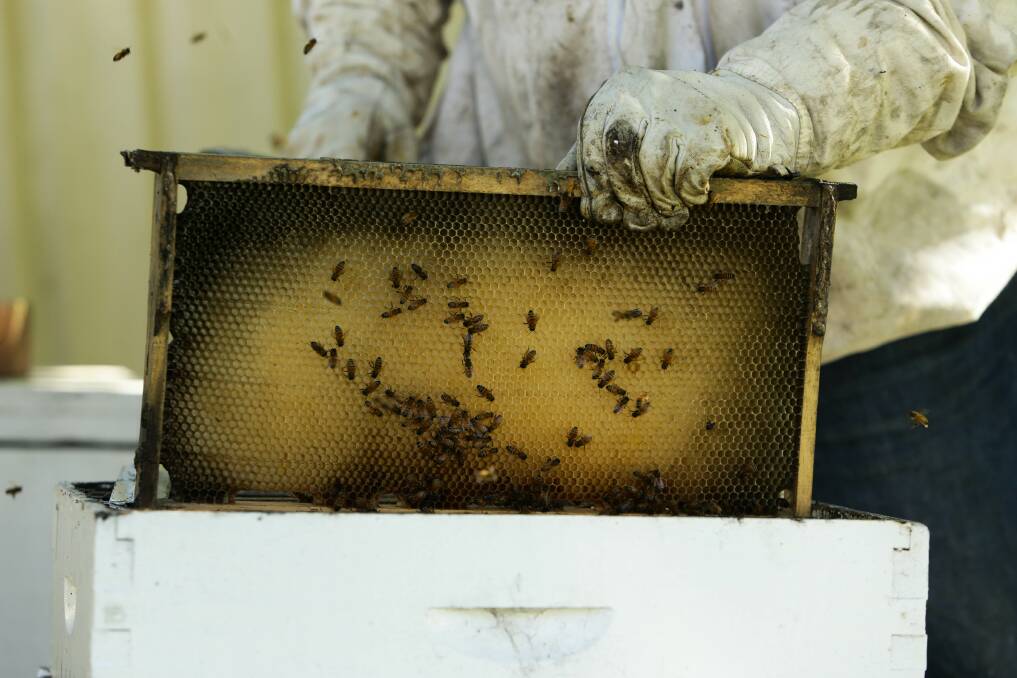 Varroa response moves to 'euthanasia and disposal phase' as new site detected in Hunter. Picture: Jonathan Carroll