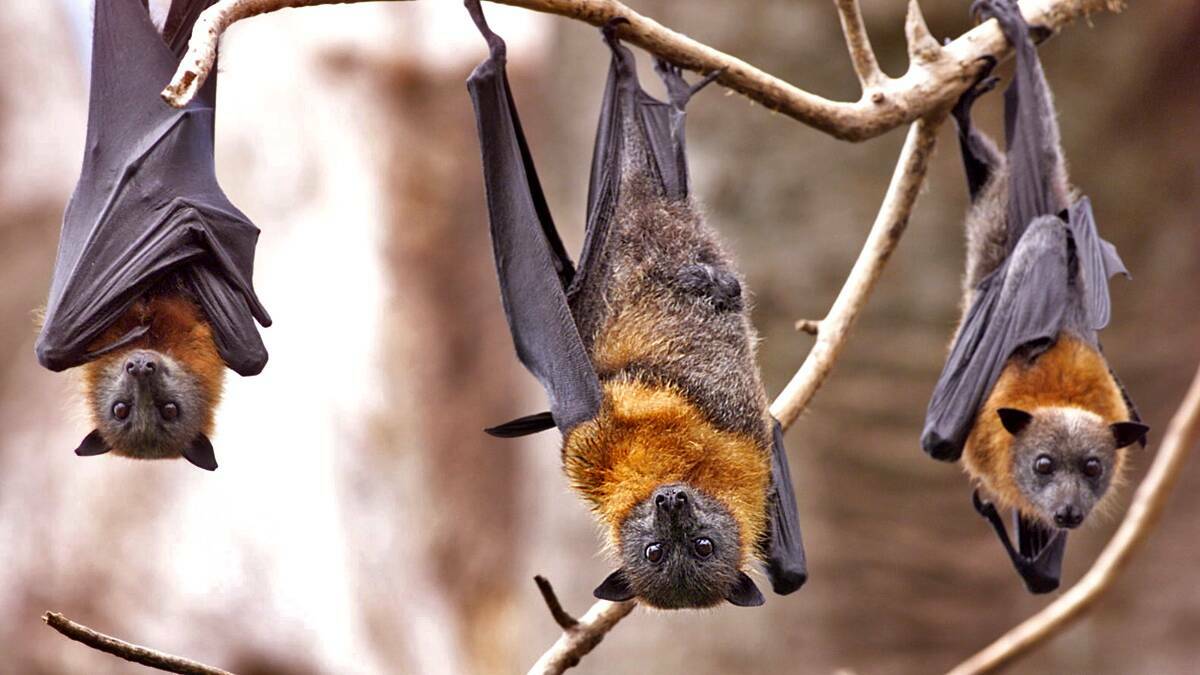 Flying foxes are on the rise in Maitland, causing daily impacts to Regent Street residents. Picture supplied