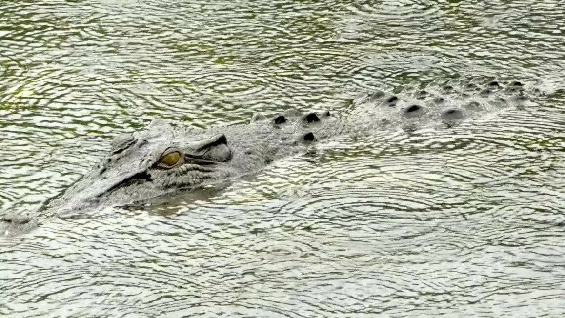 Saltwater crocodiles are known to inhabit the area where a young child has gone missing. File picture supplied by Ranger Clare Pearce.
