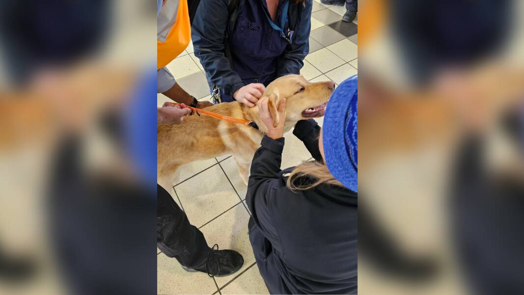 Storm the dog was reunited with his family after his whirlwind train journey. Picture via Metro Trains Facebook