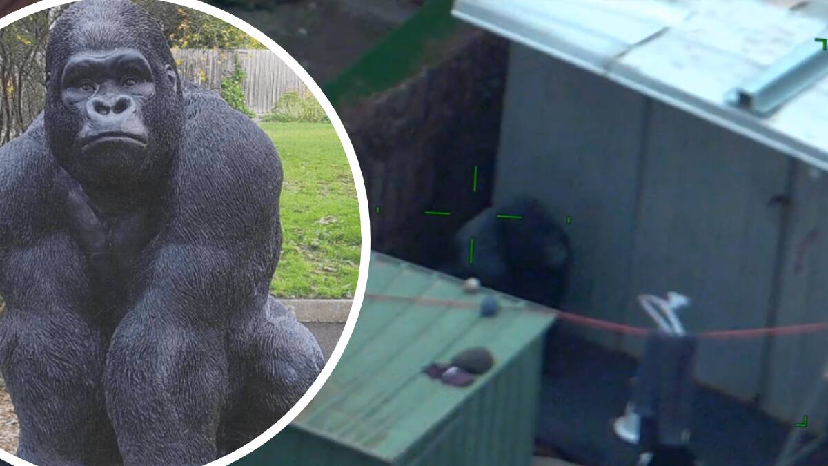 Garry the gorilla in the St Helena garden bed (left) and spotted on air wing footage in a Reservoir backyard (right). Pictures supplied