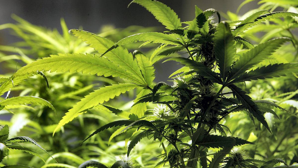 Cannabis plant. File picture