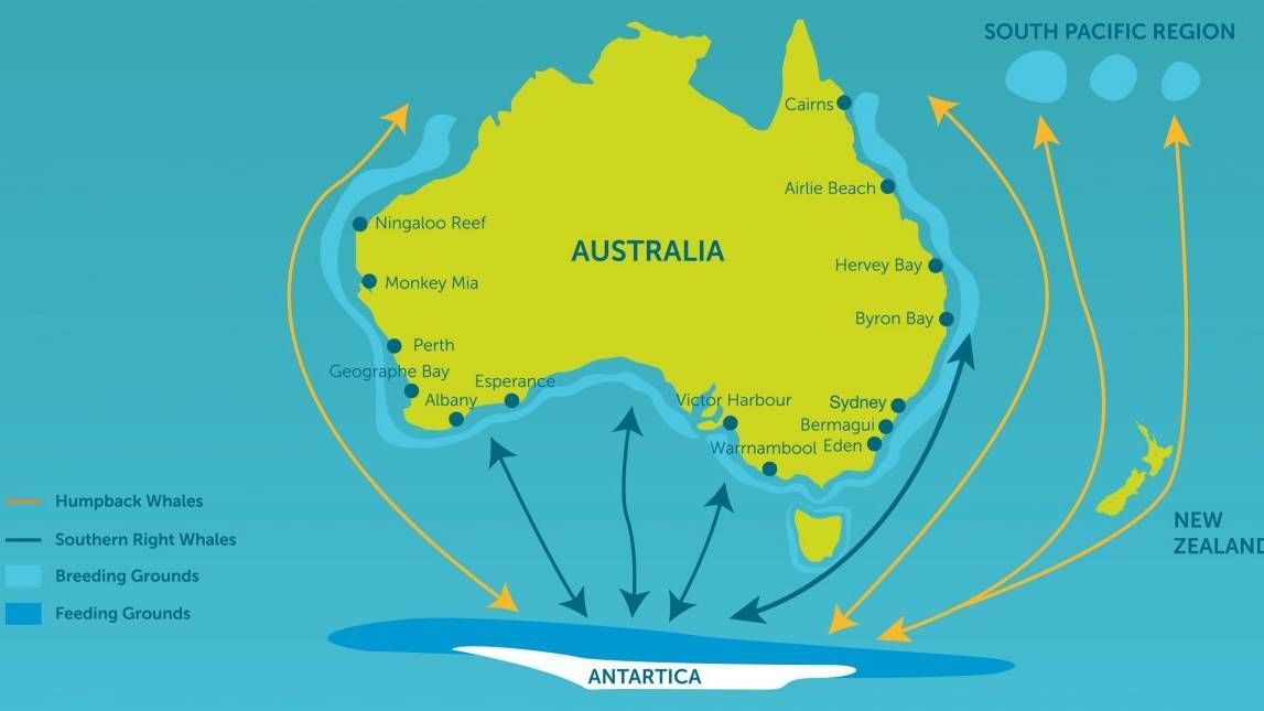 Whale routes across Australia. Picture by NPWS