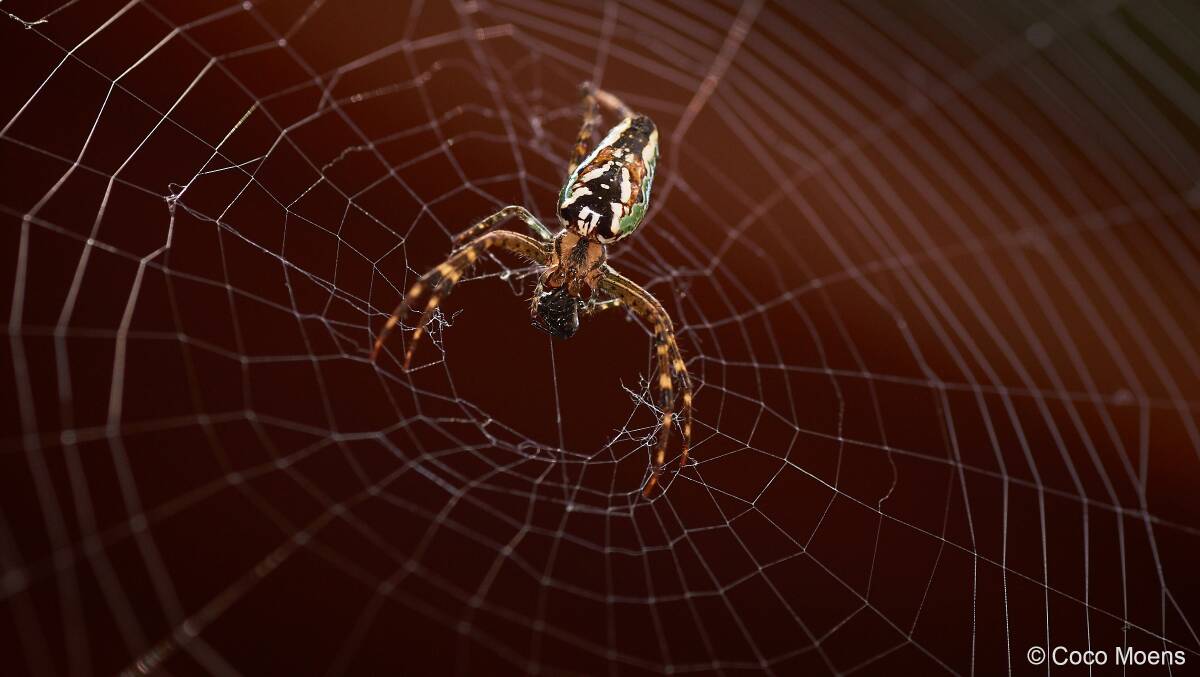 A photo of an enamelled spider (Plebs bradleyi). 'Gotcha!' by 12-year-old photographer Coco Moens.