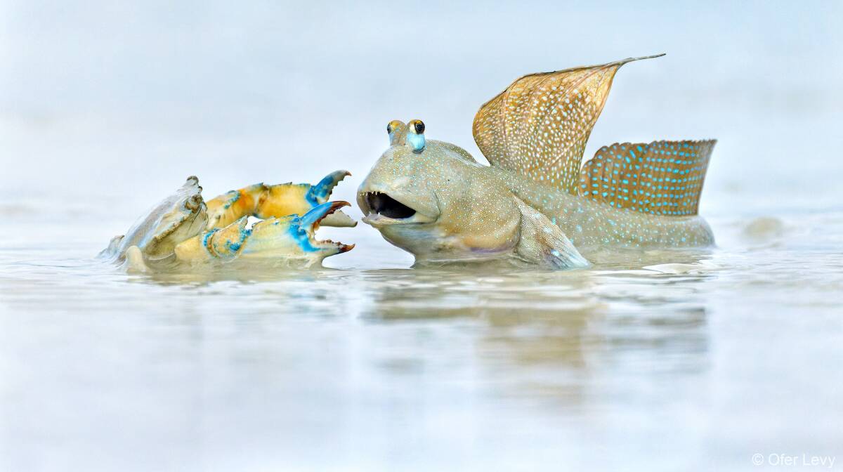 'Neighbour's dispute' by Ofer Levy. A dispute between a mud crab and bluespotted mudskipper in Broome, Western Australia. 