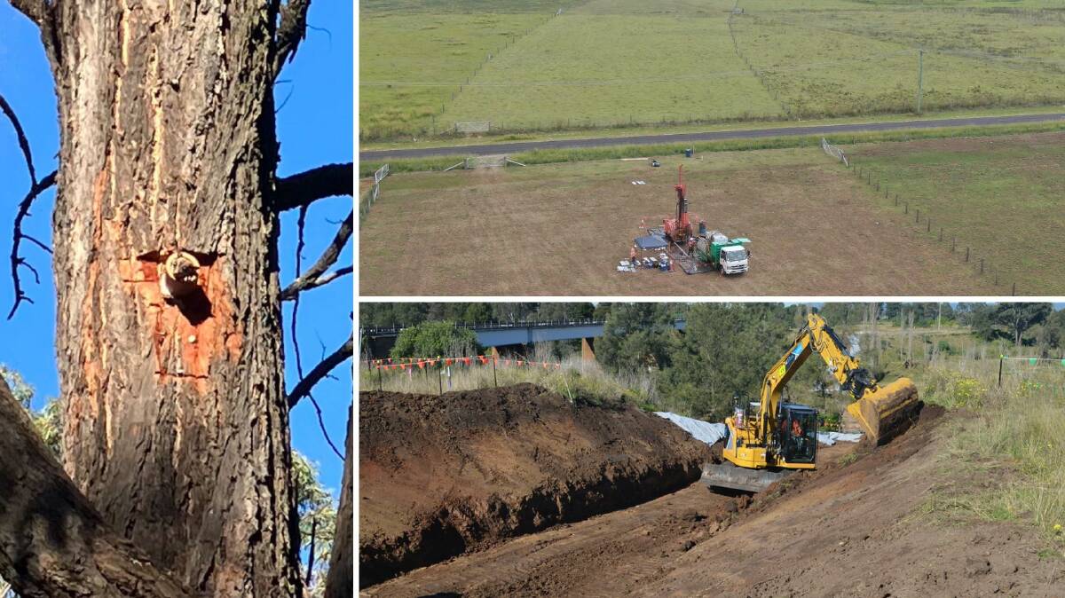 Works underway for the Singleton bypass with a squirrel glider hollow in a tree (left), geotechnical investigations near Army Camp Road (top right), and north access track three earthworks (bottom right). Pictures supplied. 