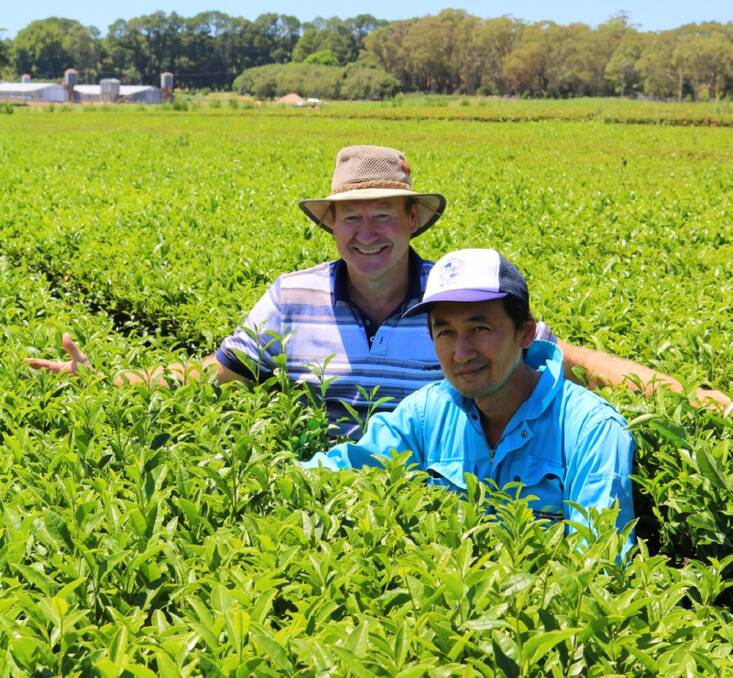 Bright future: John Robb and Kunitaro farm manager Akio Onozawa at the green tea farm at Mangrove Mountain. 