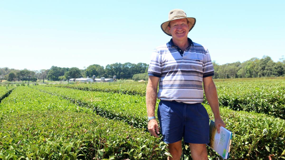 Blue sky opportunity: Australian Green Tea Co-operative boss John Robb at Kunitaro's Central Coast tea farm.