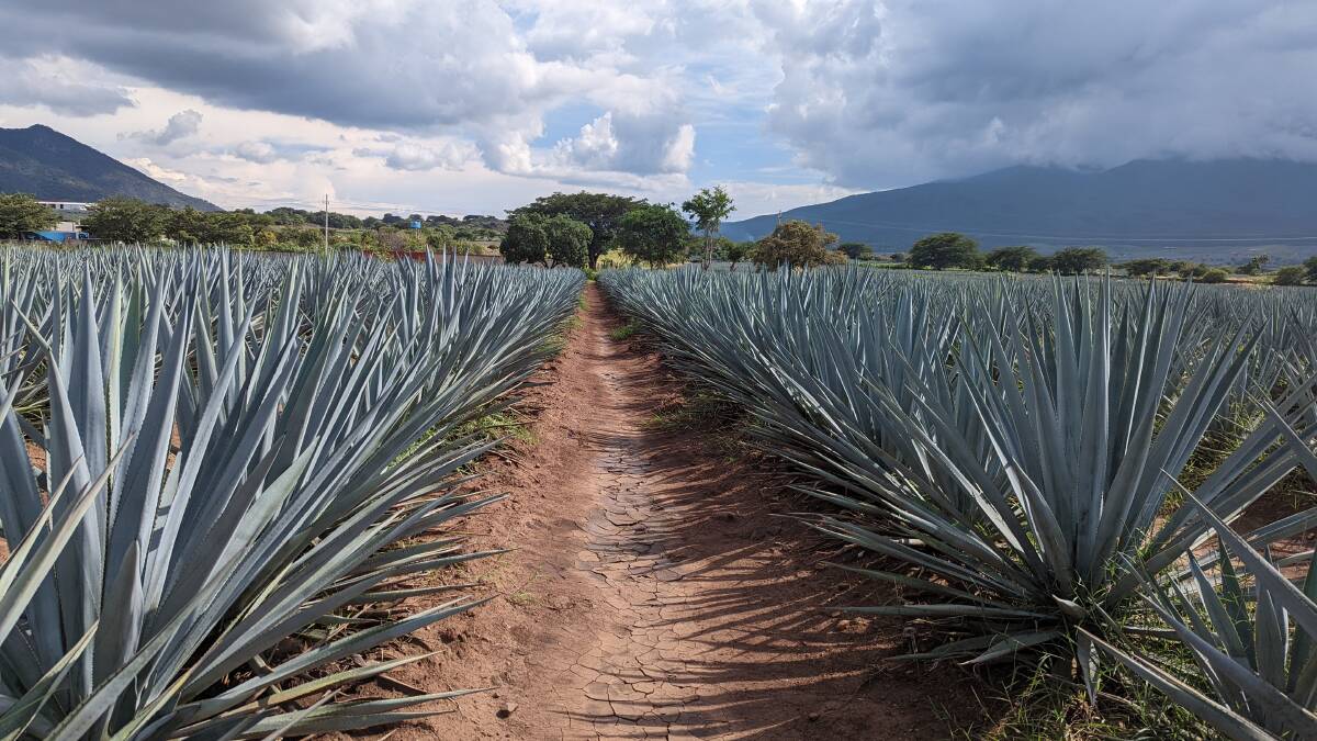 An agave field in Jalisco, Mexico. Picture by Alex Morris
