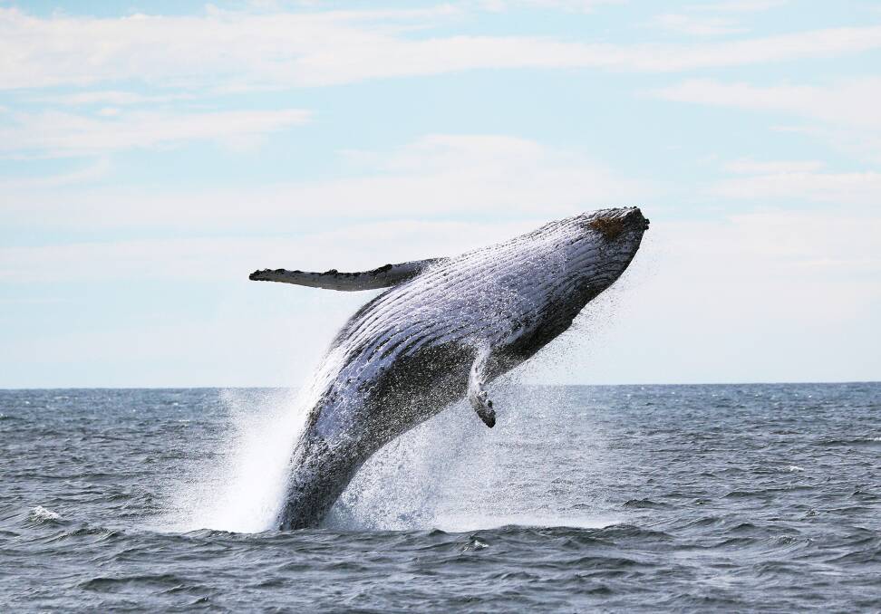 Whale watching. Picture by Peter Lorimer