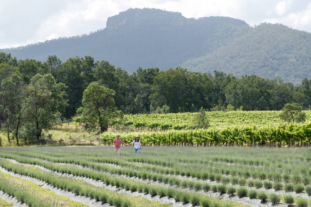 Hunter Lavender Farm with the Brokenback Mountains in the background. Picture supplied.