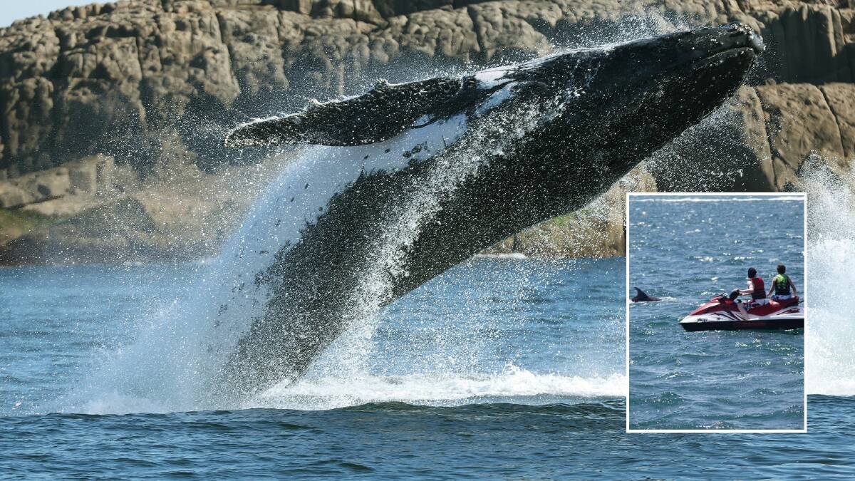 Whale warning to jet skis: 'I thought they would get flipped'