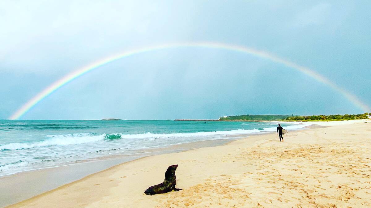 Alicia Nash captured this amazing image of the seal on Blacksmiths Beach.