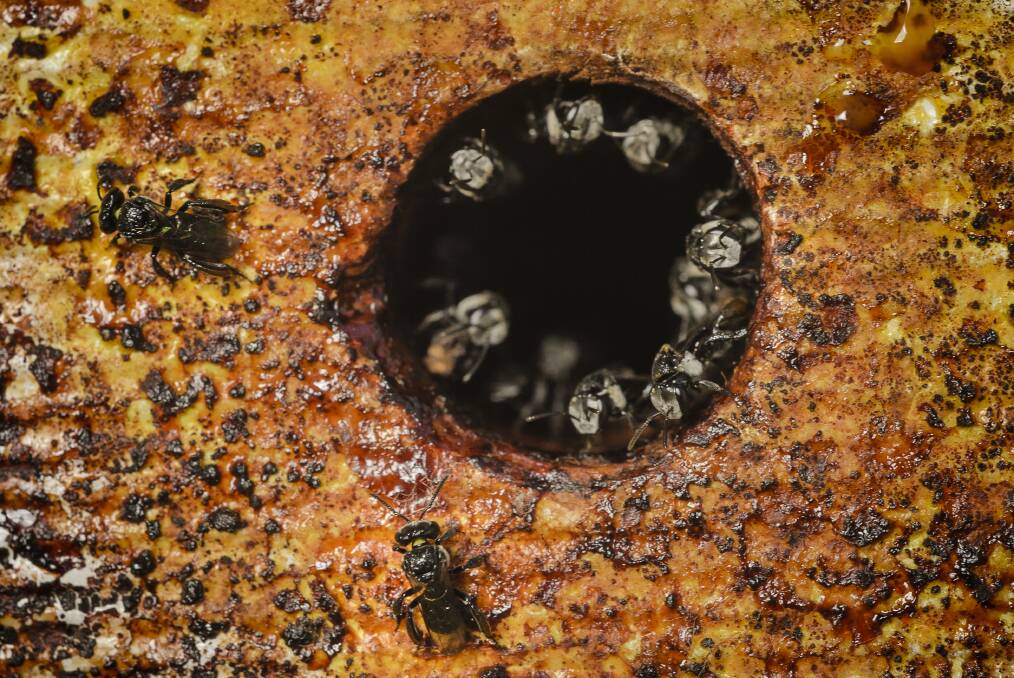 Native stingless native bees in a hive. These bees face a risk from the pesticide being used to kill wild European honeybees. Picture by Sitthixay Ditthavong 