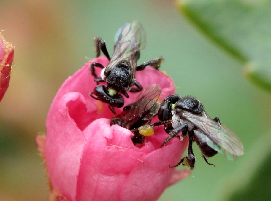Native stingless bees foraging for pollen in a garden. Picture by Anne Dollin 