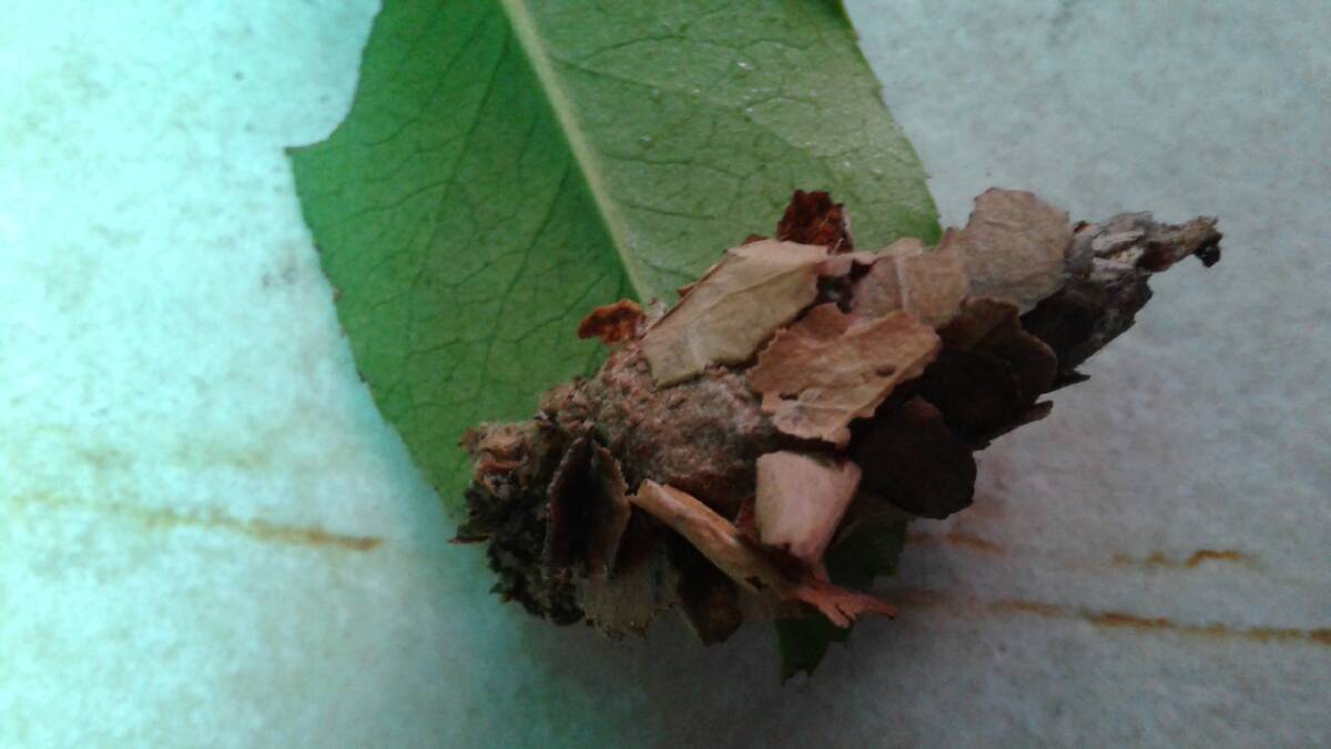 A mystery bug from a Stockton garden.  