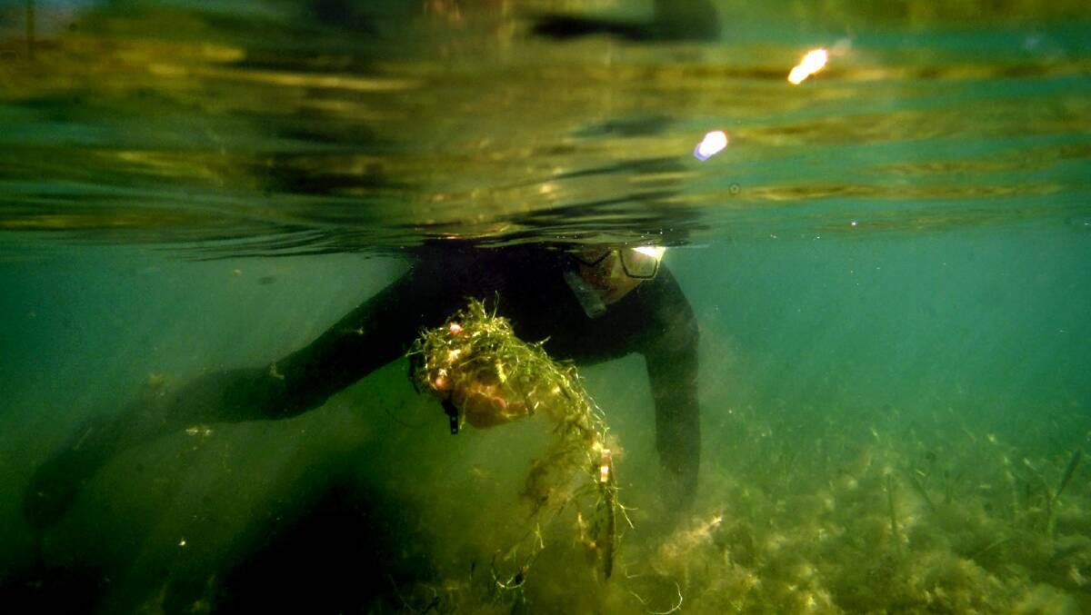 Weed Out: A diver in Sydney with the noxious weed caulerpa taxifolia.  

