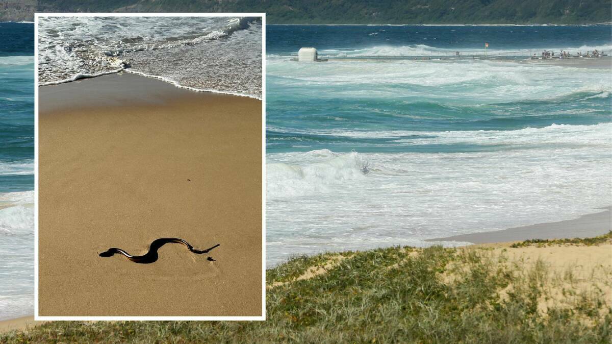 This serpent, believed to be a venomous yellow-belly sea snake, was one of three spotted at the beach. Picture by Tina Walker