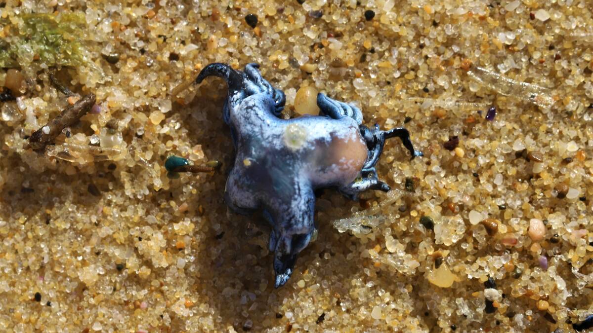 Blue Dragon (Glaucus atlanticus) washes up on a Hunter beach. Picture by Dave Anderson