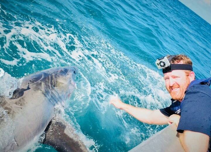 Paul Butcher helping to tag a shark off the NSW coast. Picture by Andrew Boughton