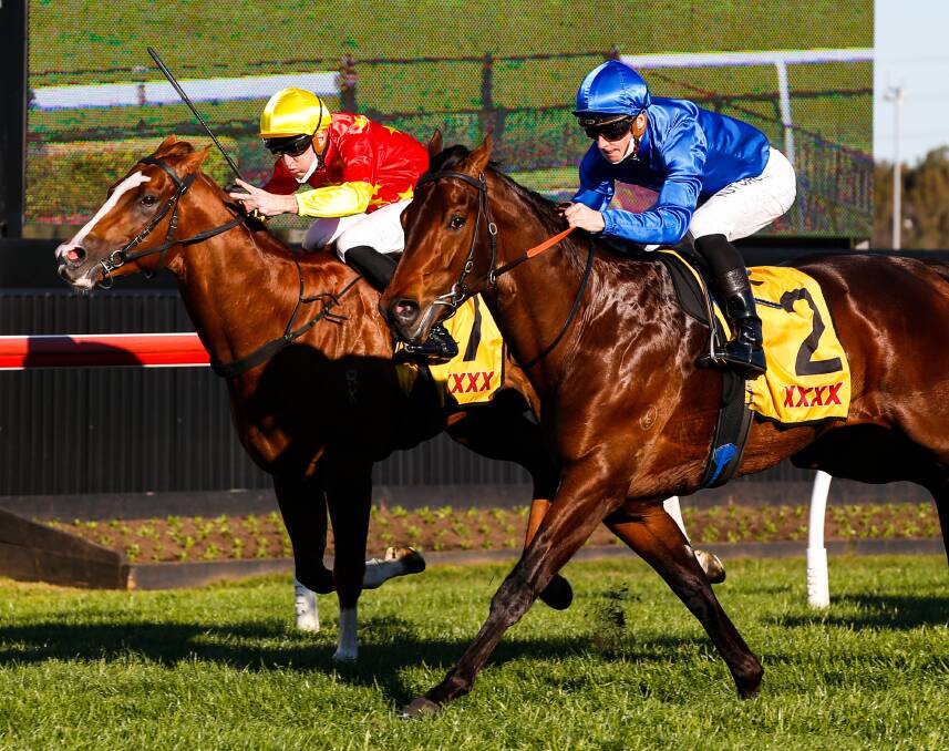 In the Congo, left, falling to champion Anamoe in the Run To The Rose at Kembla last year. Picture by Anna Warr