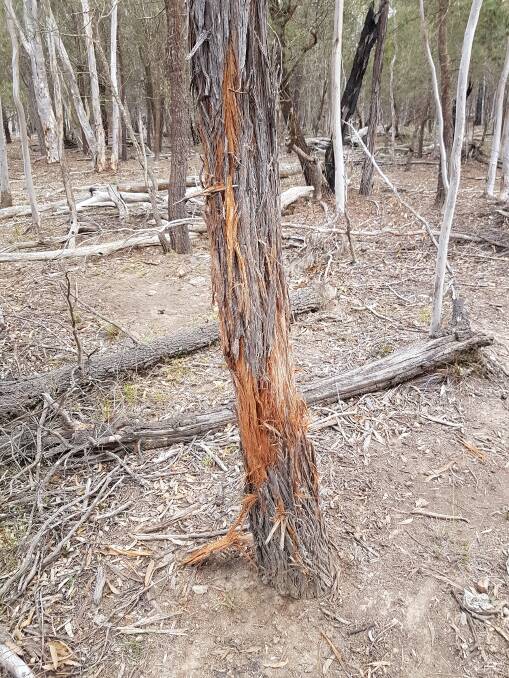 Feral deer have been known to destroy young trees, that have been planted to assist in the restoration of koala habitats. Picture supplied