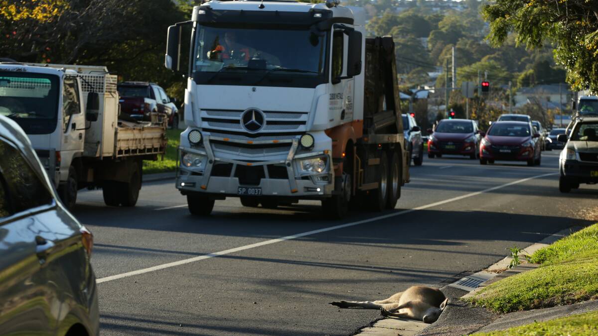 A dead kangaroo spotted on Newcastle Road, Jesmond this month. Picture by Simone De Peak
