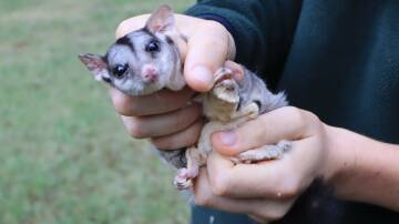 Squirrel gliders are facing extinction in the Lower Hunter. Pictures supplied