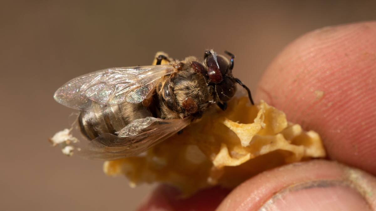 Four new varroa mite cases in Hunter and Central Coast