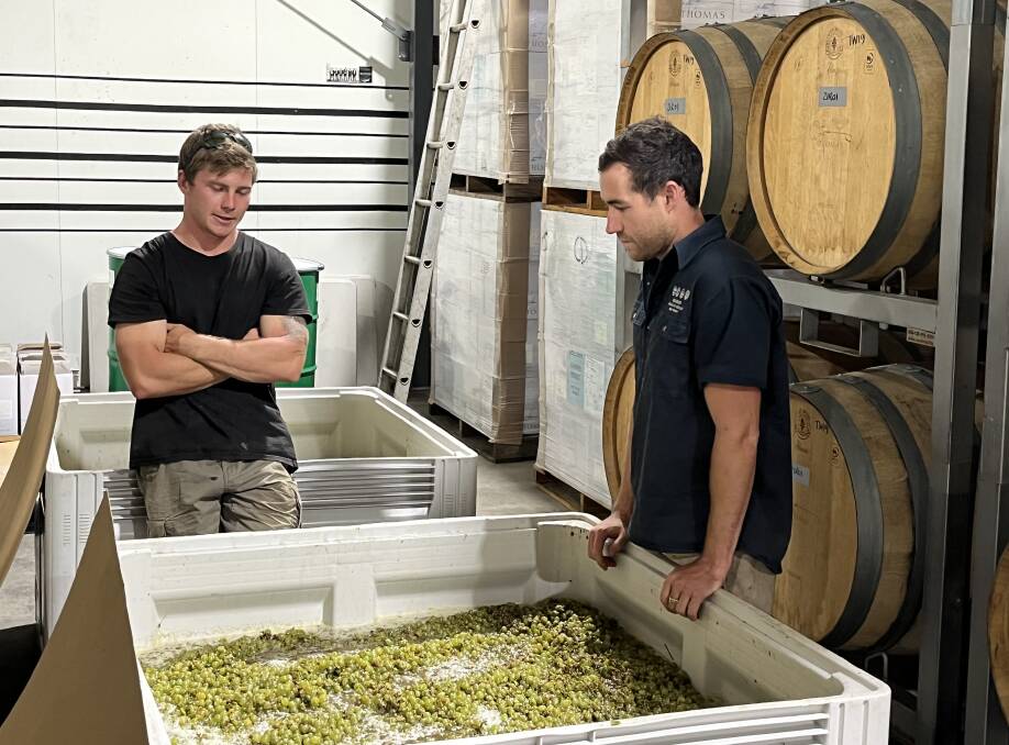 Daniel Thomas, left, and Oliver Margan with the Braemore vineyard grapes they used to craft the offbeat Thomas 2022 Like a Version Semillon.