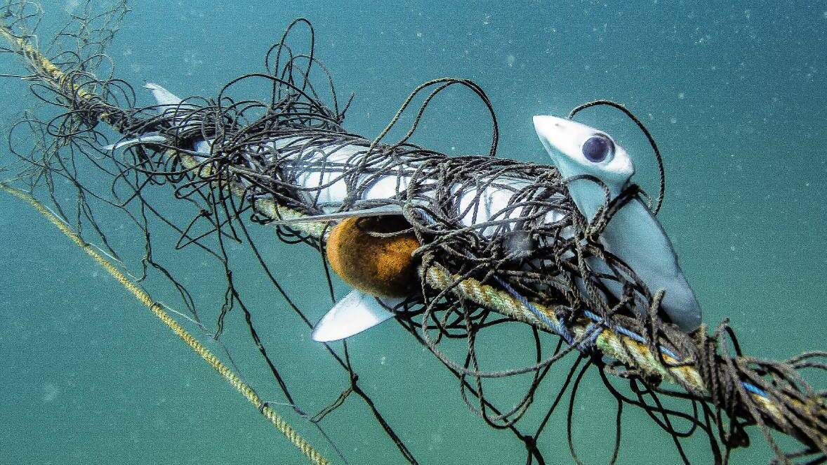 A critically endangered scalloped hammerhead shark caught in a shark net. Picture: HSI/AMCS/NMcLachlan.