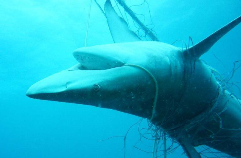 Dead in the water: Hunter shark net's tragic toll