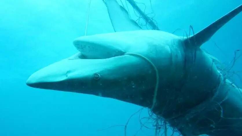 Shark nets have been criticised for killing non-target marine life.