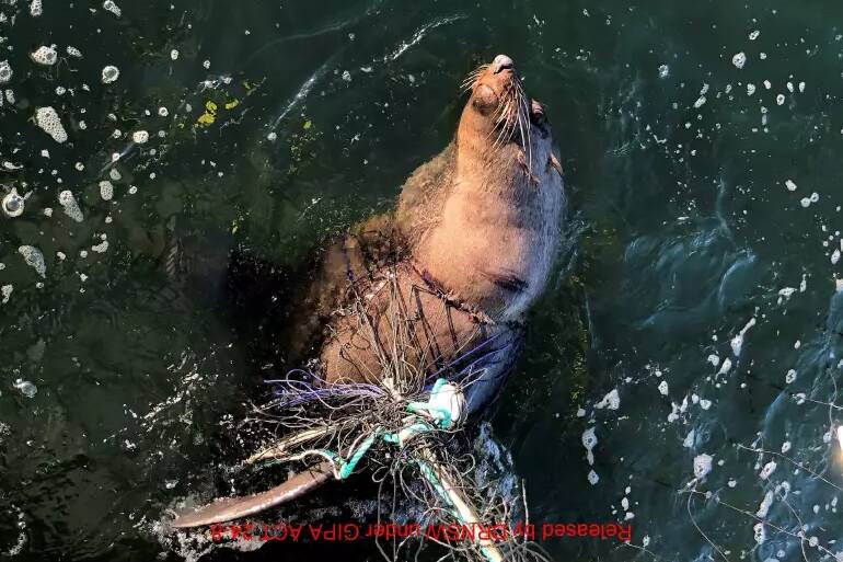 Non-target marine creatures caught in shark nets. Picture: Envoy Foundation. 