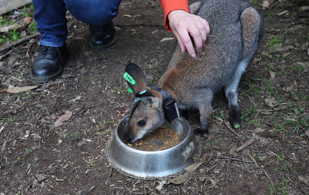 Odie, a redneck wallaby that has been released onto the property, is part of a Sydney University study that is investigating how far wallabies travel. Picture by Simone De Peak
Left, the Hunter Transmission Project route. 