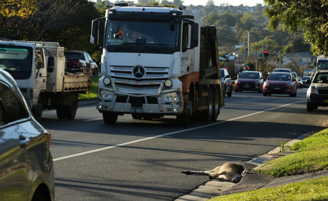 The dead kangaroo on the side of Newcastle Road, Jesmond. Picture by Simone DePeak. 