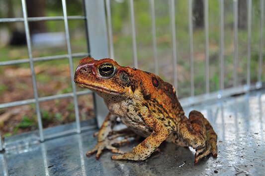 Cane Toads are heading south at a rate of 70km per year. However, the biggest threat is hitchhiking cane toads. 