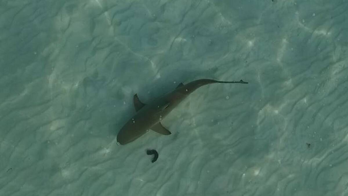 Close up:  A Blacktip Reef shark captured during the research project conducted in Queensland. 