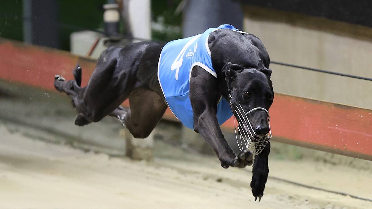 She's A Pearl, trained by Jodie Lord, is an obvious candidate for Greyhound of the Year. Picture supplied.