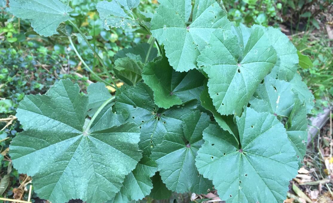 KEEP IT MALLOW: A field forage will often reveal an abundance of weeds that are entirely edible. 