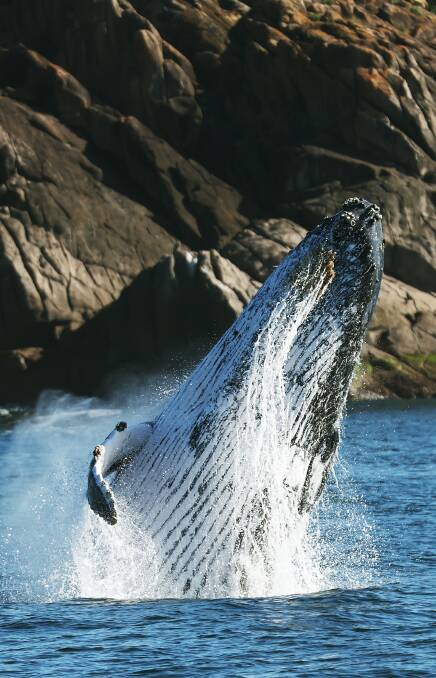 A whale breaches off the coast of Port Stephens. Picture by Peter Lorimer 