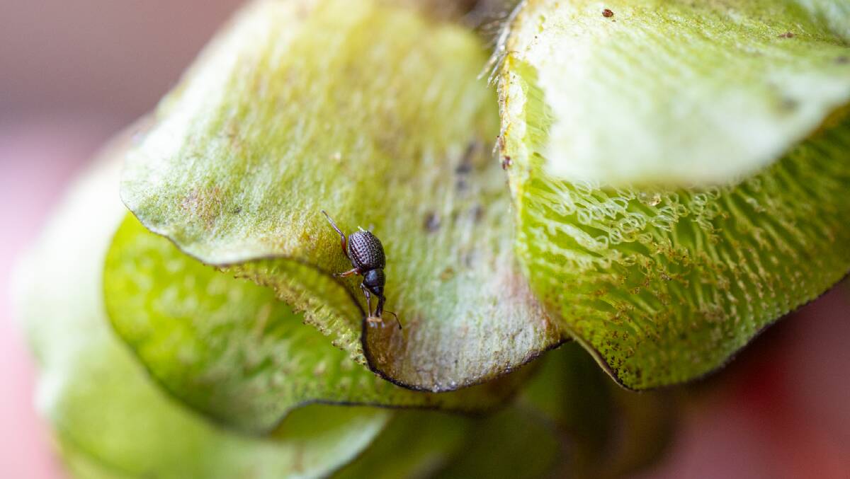 The tiny weevil, called Cyrtobagous salvinia, is being used as a biological control agent. Picture supplied 