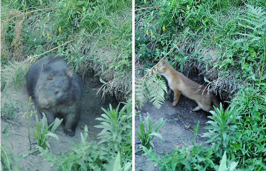 Sensor camera footage on a Lower Hunter Valley property appears to have caught a wombat, fox and its cub sharing a burrow. Picture supplied 