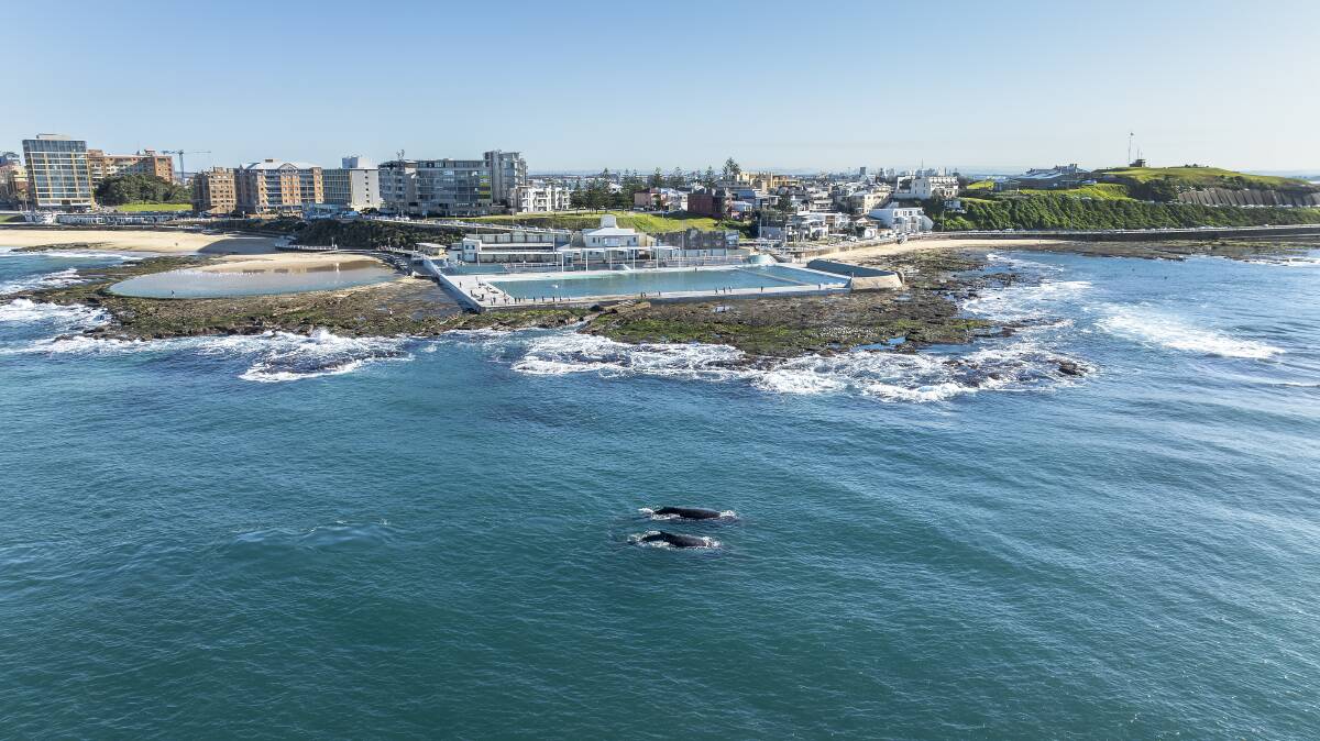 A family of whales cruise past the Newcastle Ocean Baths. Picture by Jessica Blacklow
