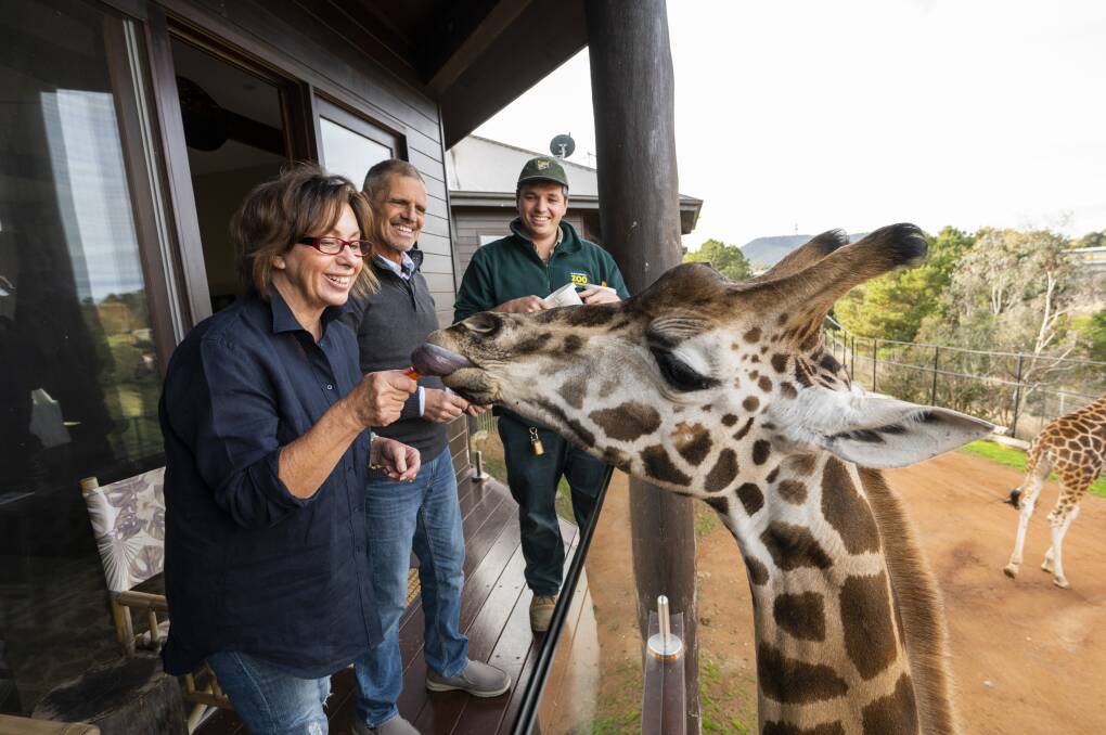 The Giraffe Treehouses offers guests the chance to feed the zoo's resident giraffe pair, Skye and Khamisi right from the balcony. Picture Jamala Wildlife Lodge