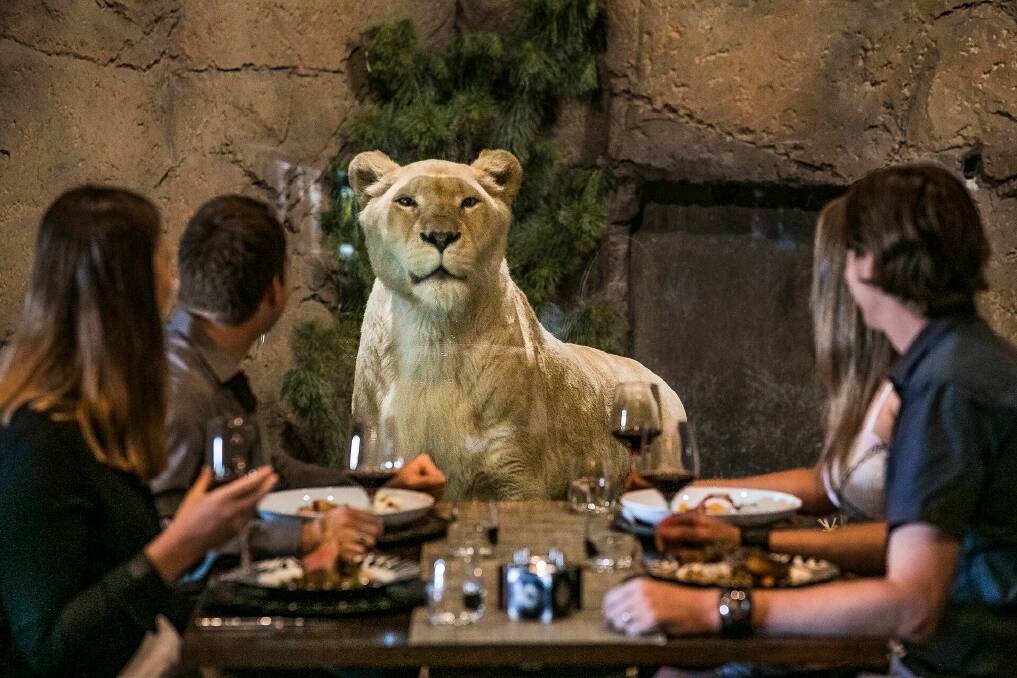 Special guests often join the dining experience including white lions. Picture Jamala Wildlife Lodge