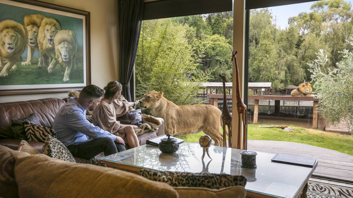 A glass wall separates guests from lions in one of the rooms. Picture Jamala Wildlife Lodge