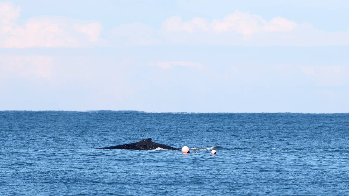 The whale freed itself last week after becoming caught in a drum line. Picture by Peter Lorimer