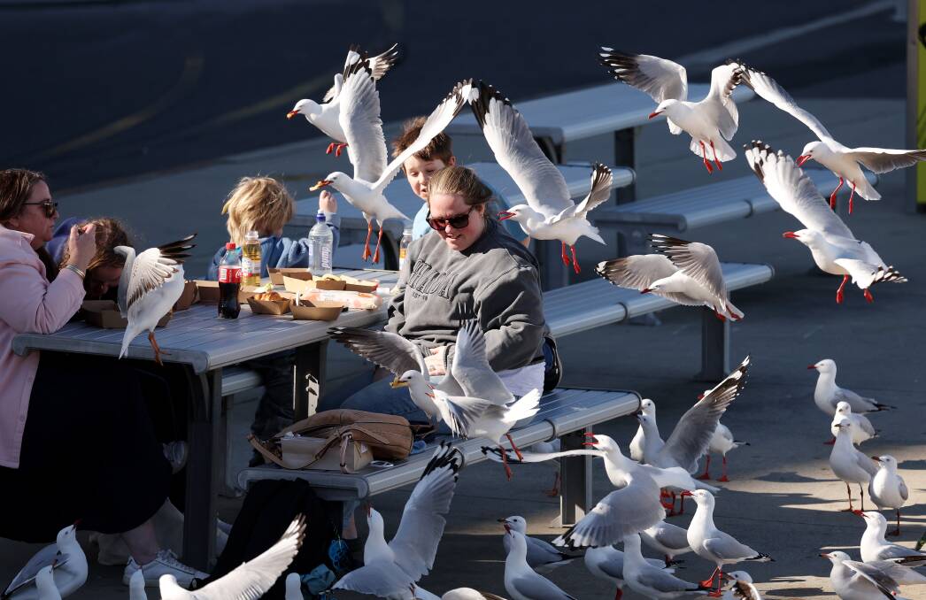 Jamie Lee Mackey and her family were mobbed by a band of mercenary gulls in Newcastle on Friday. Pictures by Peter Lorimer