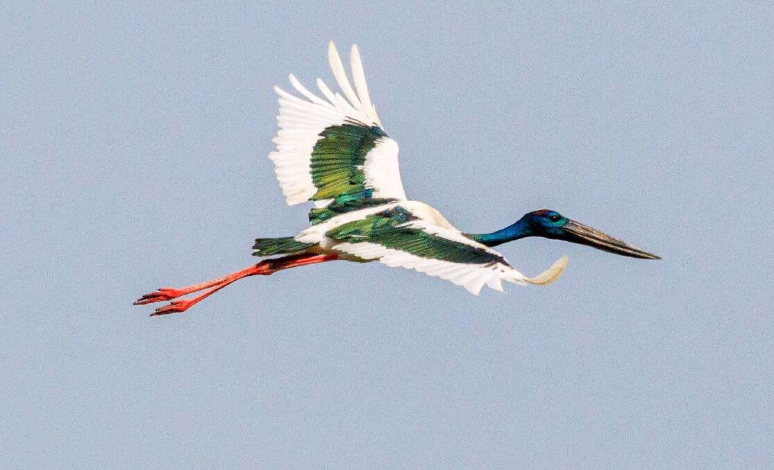 The Black-necked Stork is known to breed as solitary pairs in often difficult-to-access places. Picture supplied.